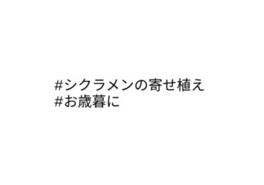 シクラメン【寄せ植え】お歳暮や贈り物にオススメ！